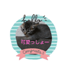 おうちの猫ちゃん（個別スタンプ：4）
