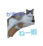 おうちの猫ちゃん（個別スタンプ：7）