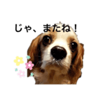 彼の名前はあずきです。わんちゃん ！（個別スタンプ：5）