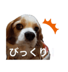 彼の名前はあずきです。わんちゃん ！（個別スタンプ：6）