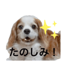 彼の名前はあずきです。わんちゃん ！（個別スタンプ：8）
