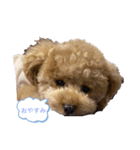 犬 トイプードル（個別スタンプ：1）