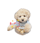 犬 トイプードル（個別スタンプ：2）