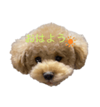 犬 トイプードル（個別スタンプ：3）