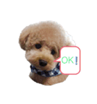 犬 トイプードル（個別スタンプ：4）