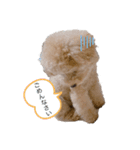 犬 トイプードル（個別スタンプ：5）
