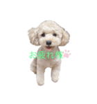 犬 トイプードル（個別スタンプ：6）