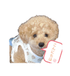 犬 トイプードル（個別スタンプ：7）