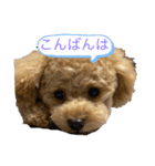 犬 トイプードル（個別スタンプ：8）