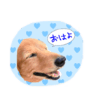 セナちゃんスタンプです（個別スタンプ：5）