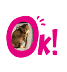 おにゃんこさま2020（個別スタンプ：1）