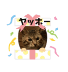 おにゃんこさま2020（個別スタンプ：2）