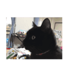 日常スタンプ猫としょうさま（個別スタンプ：11）