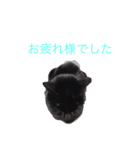 日常スタンプ猫としょうさま（個別スタンプ：14）