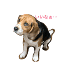 ビーグル戦隊・smap（個別スタンプ：2）