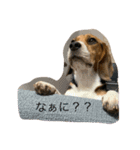 ビーグル戦隊・smap（個別スタンプ：4）