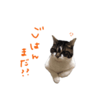 ちゃこのひととき。（個別スタンプ：1）