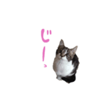 ちゃこのひととき。（個別スタンプ：4）