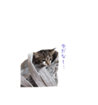 ちゃこのひととき。（個別スタンプ：6）
