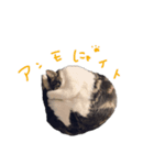 ちゃこのひととき。（個別スタンプ：8）
