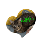 うずら2号（個別スタンプ：6）