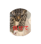 うずら2号（個別スタンプ：8）