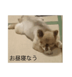 コロちゃんほのぼのスタンプ（個別スタンプ：3）