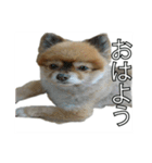 コロちゃんほのぼのスタンプ（個別スタンプ：4）
