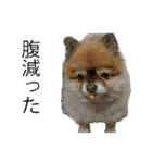 コロちゃんほのぼのスタンプ（個別スタンプ：6）