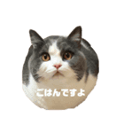 ぶっとびにゃんこ（個別スタンプ：3）