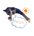 清水家のにゃんこ（個別スタンプ：2）