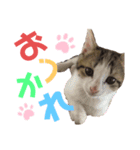 清水家のにゃんこ（個別スタンプ：5）