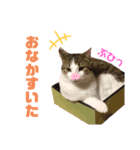 清水家のにゃんこ（個別スタンプ：7）