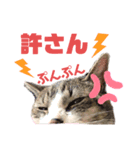 清水家のにゃんこ（個別スタンプ：8）