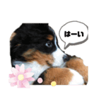 バーニーズマウンテンドック マロン（個別スタンプ：4）
