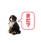 バーニーズマウンテンドック マロン（個別スタンプ：6）