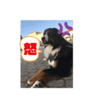バーニーズマウンテンドック マロン（個別スタンプ：7）