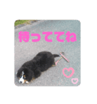 バーニーズマウンテンドック マロン（個別スタンプ：8）