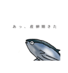 日常かつおスタンプ（個別スタンプ：12）