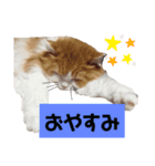 にゃんにゃんサンタ（個別スタンプ：4）