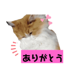 にゃんにゃんサンタ（個別スタンプ：6）