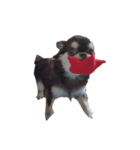 犬から人間（個別スタンプ：1）