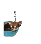 犬から人間（個別スタンプ：5）