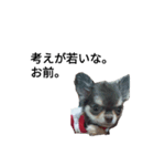 犬から人間（個別スタンプ：8）