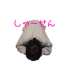 許して欲しい時のスタンプ（個別スタンプ：4）