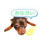 てこと愉快な仲間たち（個別スタンプ：4）
