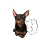 てこと愉快な仲間たち（個別スタンプ：5）