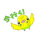 インコスタンプぴぃレモ2（個別スタンプ：1）