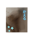 くまさんスタンプ！！2（個別スタンプ：16）