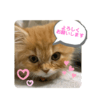 みかんさんのスタンプ（個別スタンプ：6）